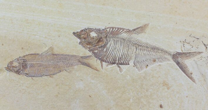 Diplomystus & Knightia Fossil Fish Association - Wyoming #79825
